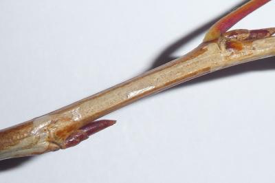Phyllocnistis extrematrix