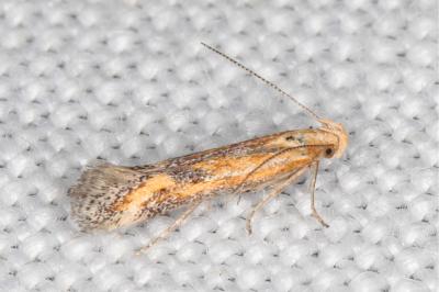 Metzneria artificella