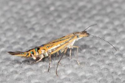 Coleophora millierella