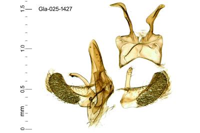Alloclita recisella