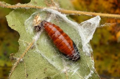 Dasystoma salicella