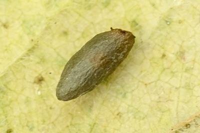 Phyllonorycter emberizaepenella