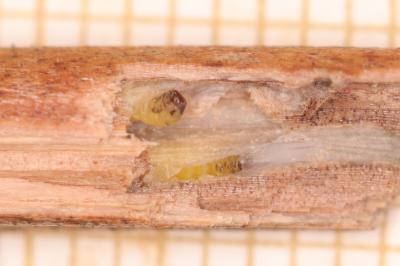 Coleophora limoniella