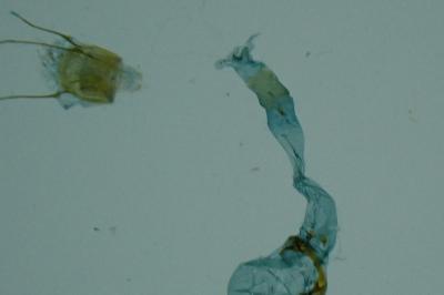 Pleurota bicostella