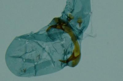 Pleurota bicostella