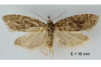 Cnephasia hellenica