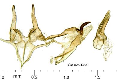 Megacraspedus lanceolellus