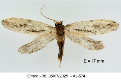 Archinemapogon yildizae