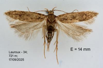 Bryotropha desertella