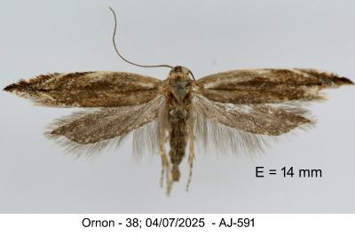 Sophronia sicariella