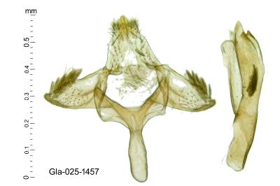 Metriochroa latifoliella