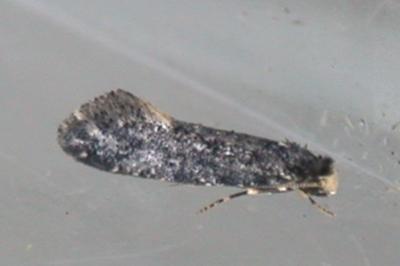 Nemapogon falstriellus