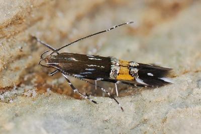Cosmopterix pulchrimella