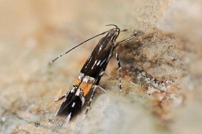 Cosmopterigidae