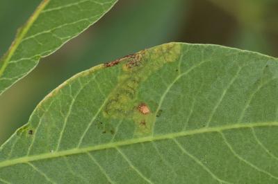 Simplimorpha promissa