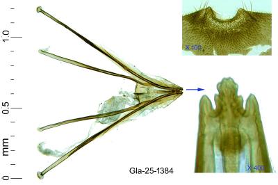Antispila treitschkiella