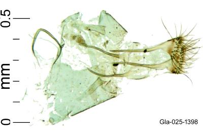Phyllonorycter sublautella