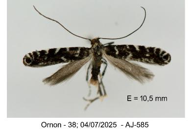 Callisto coffeella