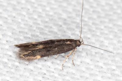 Oxypteryx immaculatella