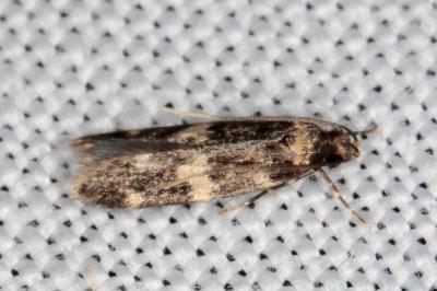 Oegoconia quadripuncta