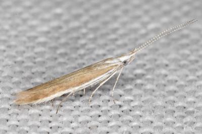 Coleophora acrisella