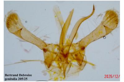 Parornix torquillella