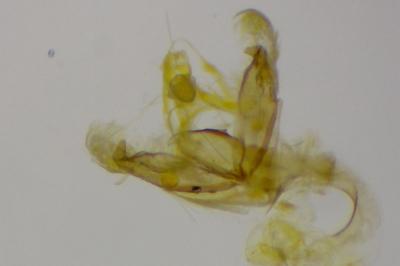 Coleophora adelogrammella