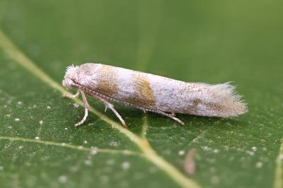 Cedestis gysseleniella
