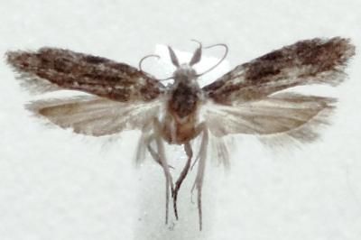 Anarsia lineatella