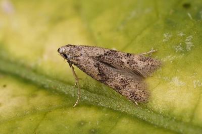 Neomariania partinicensis