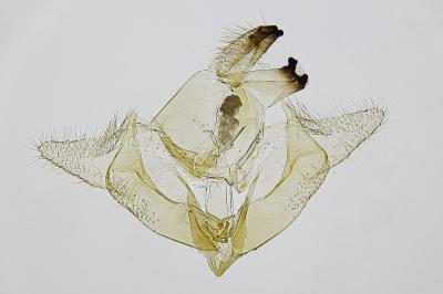 Neomariania partinicensis