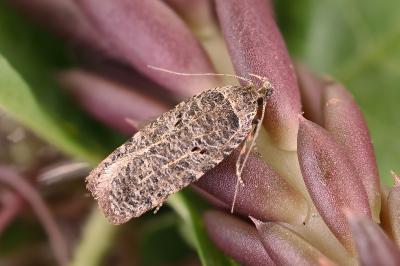 Agonopterix rutana
