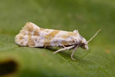 Aethes languidana