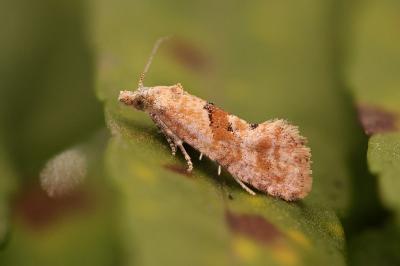 Cochylidia heydeniana