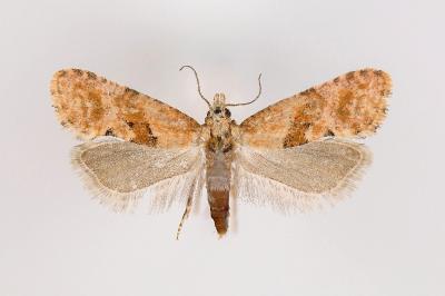 Cochylidia heydeniana