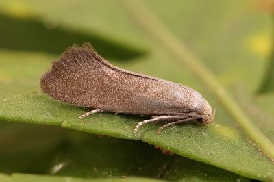 Elachista pigerella