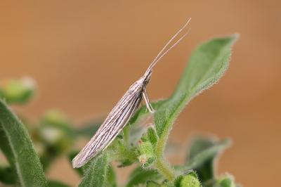 Coleophoridae