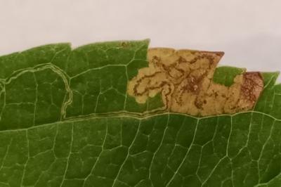 Stigmella desperatella