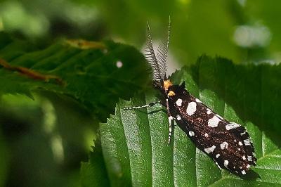 Euplocamus anthracinalis