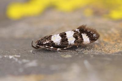 Denisia pyrenaica