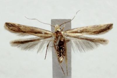 Sitotroga cerealella