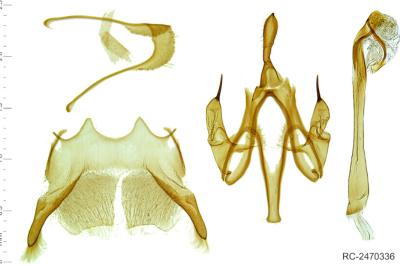Aroga aristotelis
