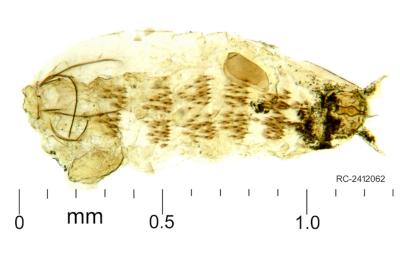 Leucoptera aceris