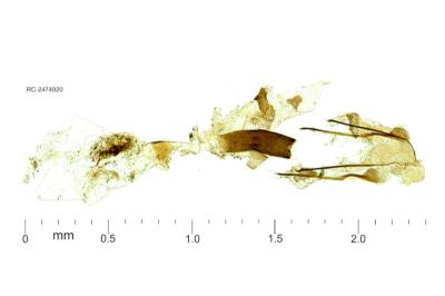 Tinagma magnostiumella