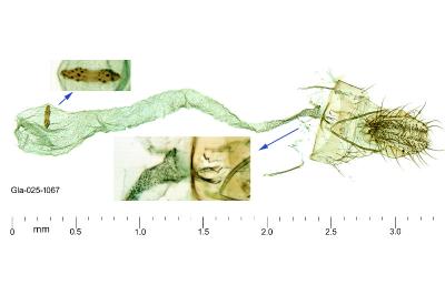 Agonopterix hippomarathri