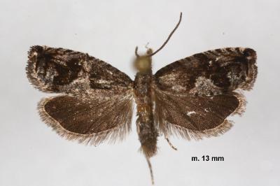 Rhopobota ustomaculana