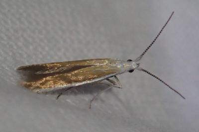 Coleophora colutella