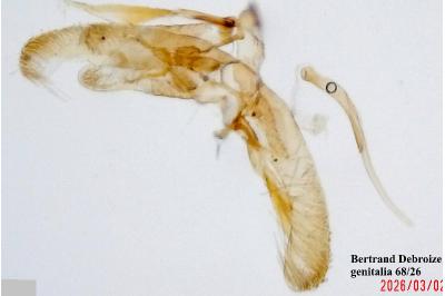 Elachista occidentalis