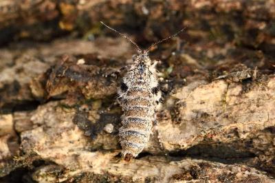 Dasystoma salicella