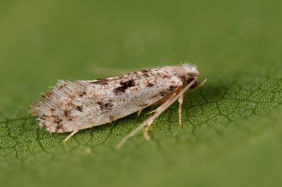Nemapogon agenjoi